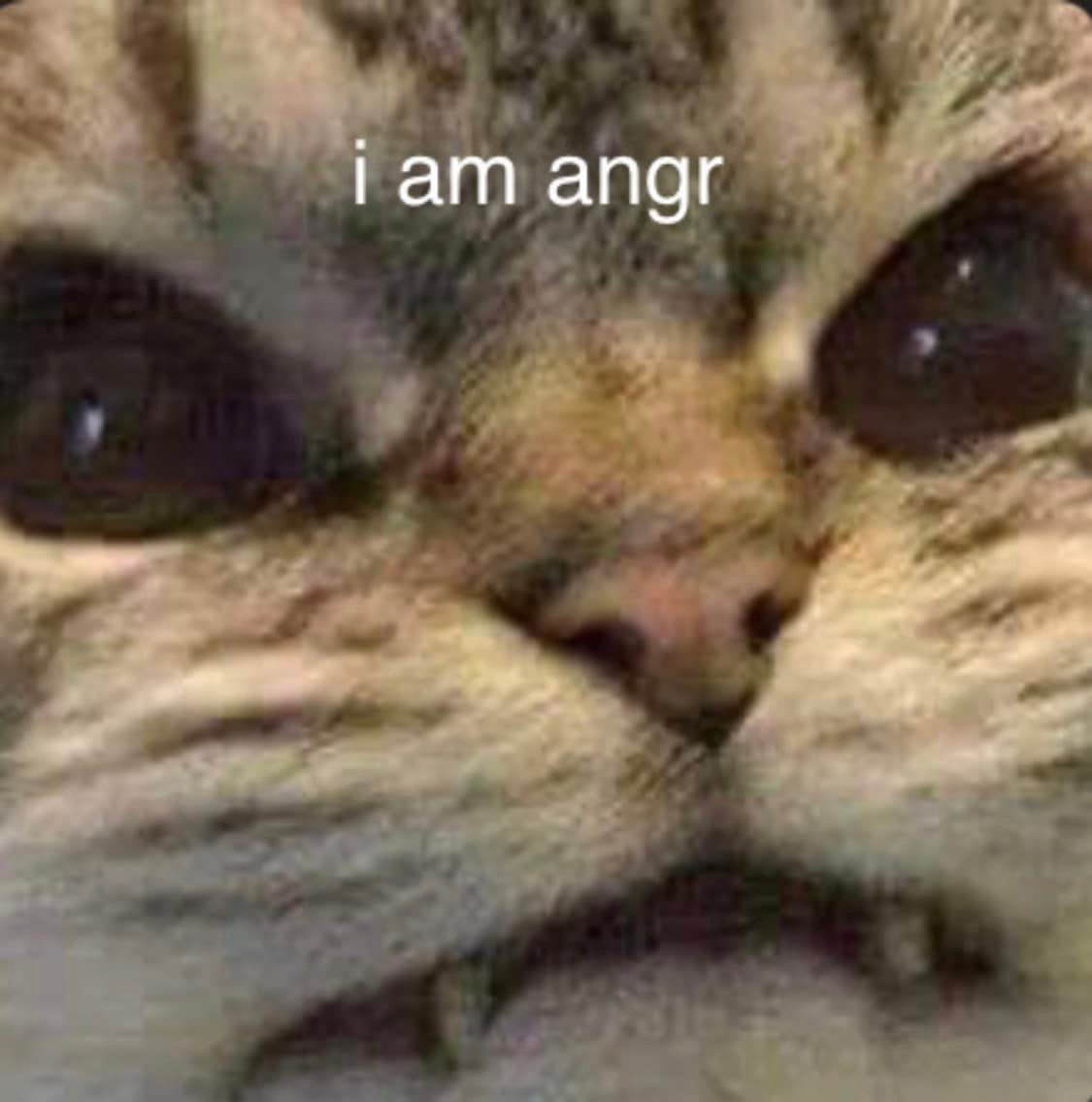 This meme features a photo of a cat's face with a distorted, exaggerated expression of anger or frustration. The text "i am angry" is superimposed over the cat's face, but it's misspelled as "i am angr" with a deliberate typo. The image is likely meant to be humorous or ironic, poking fun at the idea of a cat's anger or frustration.